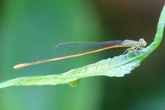 Aciagrion pallidum