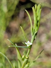 Thesium australe