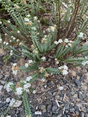Pimelea orthia