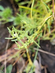 Thesium australe