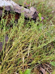 Thesium australe