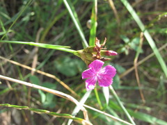 Dianthus membranaceus