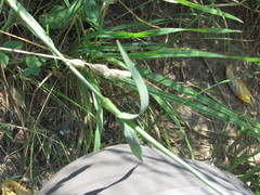 Dianthus membranaceus