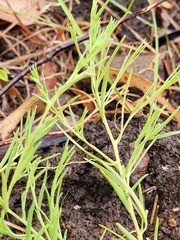 Thesium australe