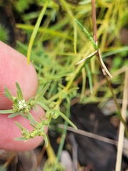 Thesium australe