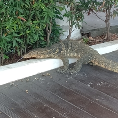 Varanus salvator macromaculatus