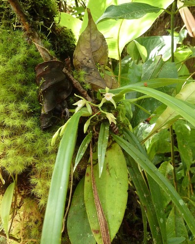 Cischweinfia dasyandra, photograph 2