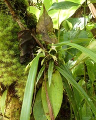 Cischweinfia dasyandra