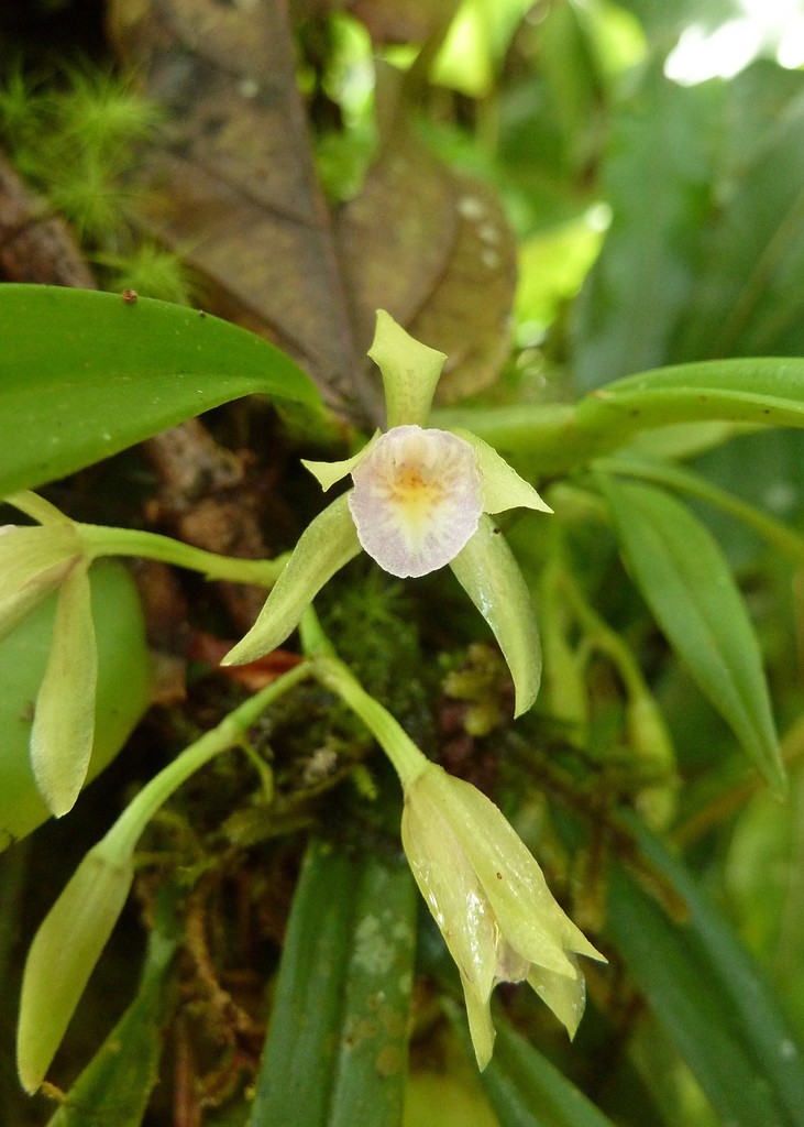 Cischweinfia dasyandra