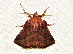 Brachypecta perobliqua