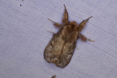 Urocoma marginalis