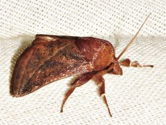 Brachypecta perobliqua