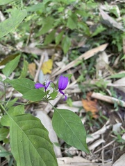 Hypoestes purpurea