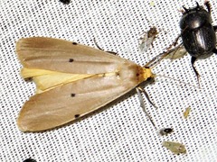 Cragia distigmata