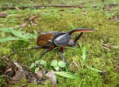 Dynastes septentrionalis