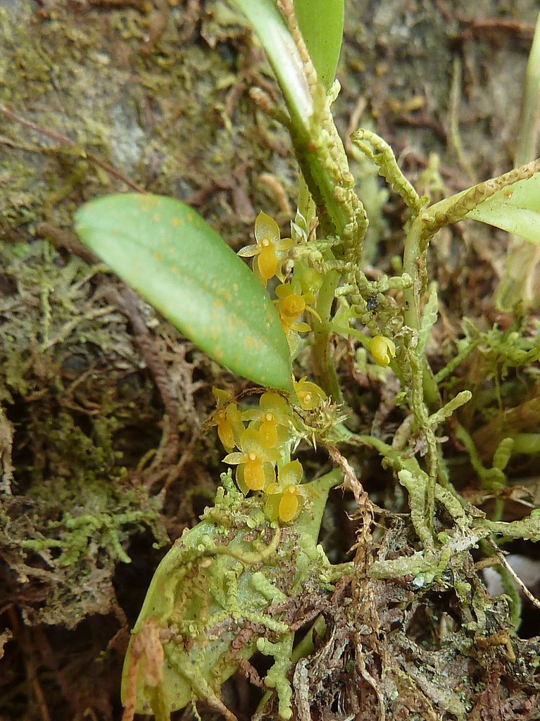 Platystele stenostachya