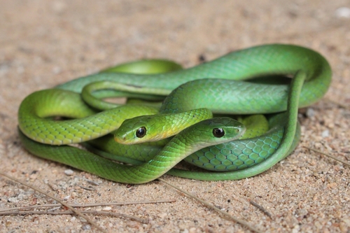 Green Water Snake