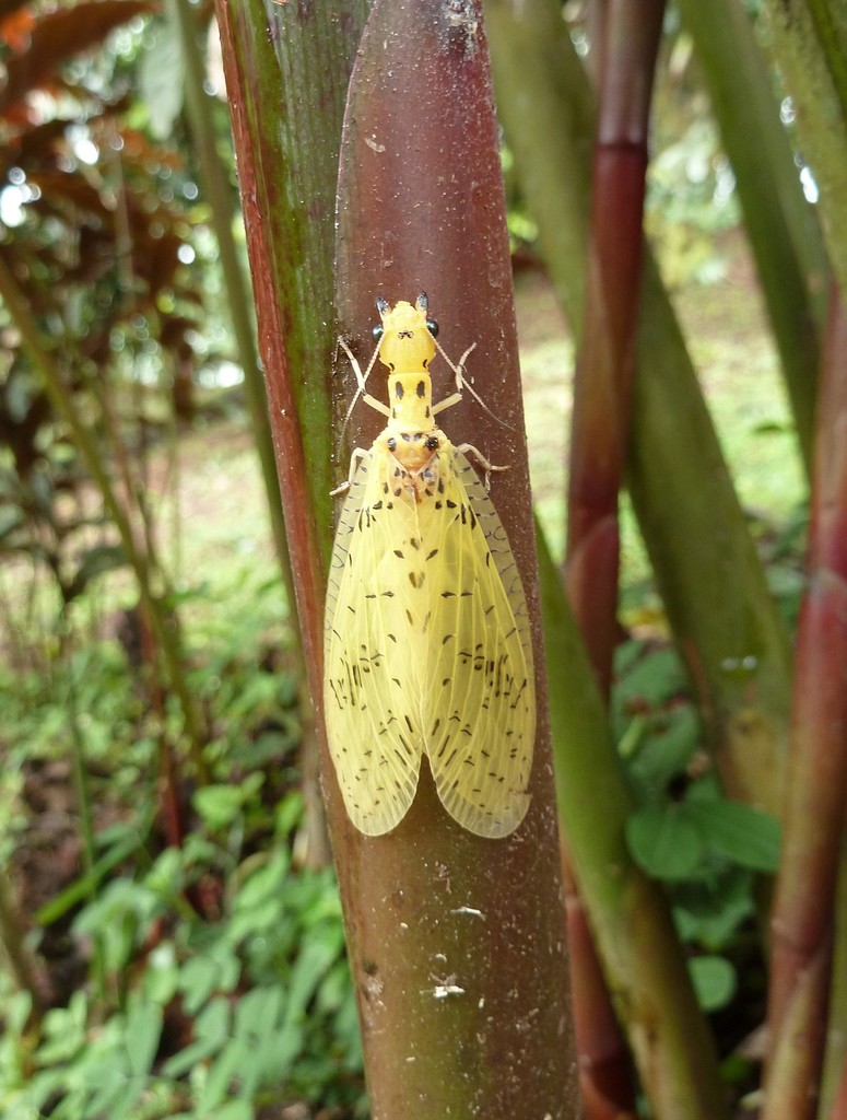 Chloronia osae