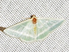 Mixocera albistrigata