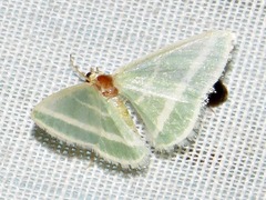 Mixocera albistrigata