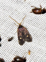 Protolychnis maculata