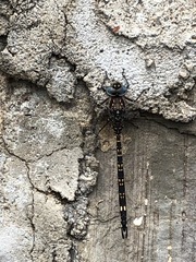 Austroaeschna parvistigma