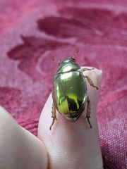 Anoplognathus aureus