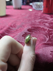 Anoplognathus aureus