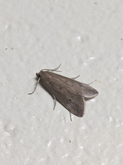Scirpophaga nivella