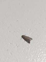Scirpophaga nivella