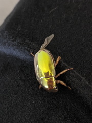 Anoplognathus aureus