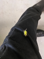 Anoplognathus aureus