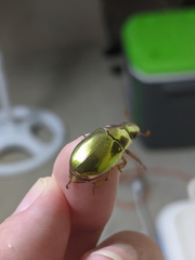 Anoplognathus aureus