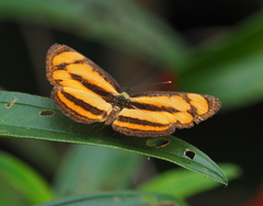 Pantoporia paraka