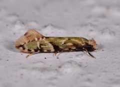 Crypsitricha mesotypa