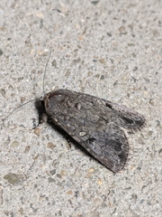 Spodoptera exempta