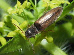 Agriotes acuminatus