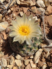 Pediocactus bradyi