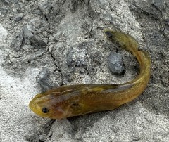 Tachysurus adiposalis