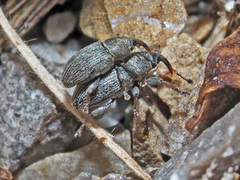 Tychius picirostris