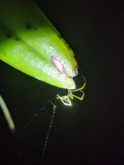 Theridula gonygaster