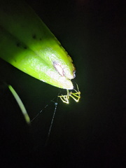 Theridula gonygaster