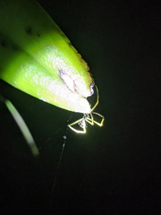 Theridula gonygaster