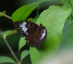 Tanaecia pelea