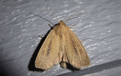 Ichneutica epiastra
