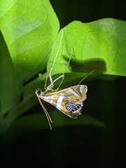 Margarosticha