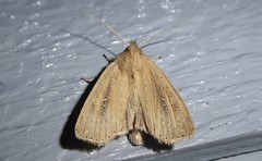 Ichneutica epiastra
