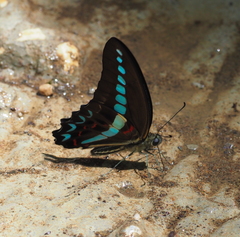 Graphium milon