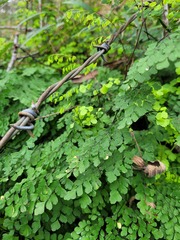 Adiantum atroviride