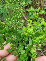 Adiantum atroviride
